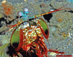 Mantis shrimp. Lembeh. Nikon D200. 105mm lens. by Leigh Chapman 
